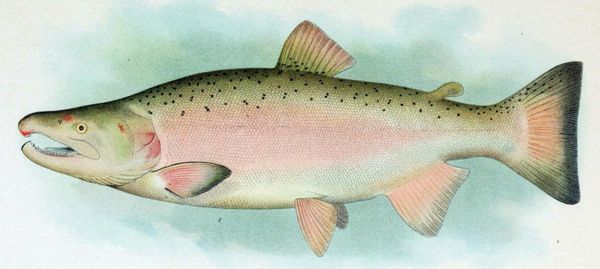 The Chance Meeting of Robert Rauschenberg and Coho Salmon in a Dream